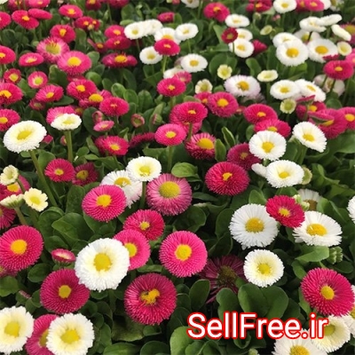فروش عمده بذر گل ، فروش بذر انواع گل داخلی و خارجی
